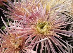 Spider pink 🌻 о.28