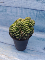Gymnocalycium Spineless Crested form (Гимнокалициум Кристатный)
