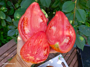 Сердце Венето (Cuore di Veneto) сорт томата