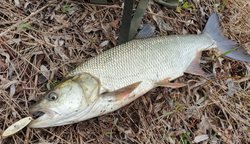 Блесна Mottomo Skill Blade 10.5г, цвет Gold Fish