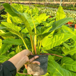 Филодендрон SEDTHEE RUAY SAB THONG (B14)