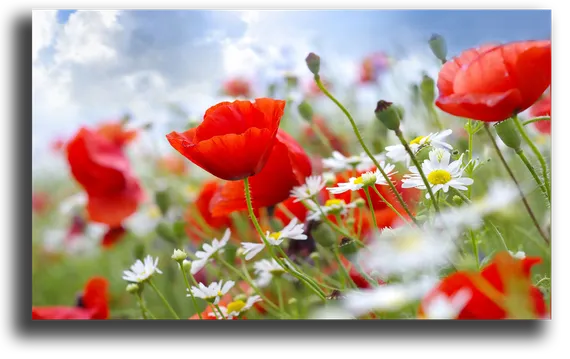 Постер "Цветочная полянка"