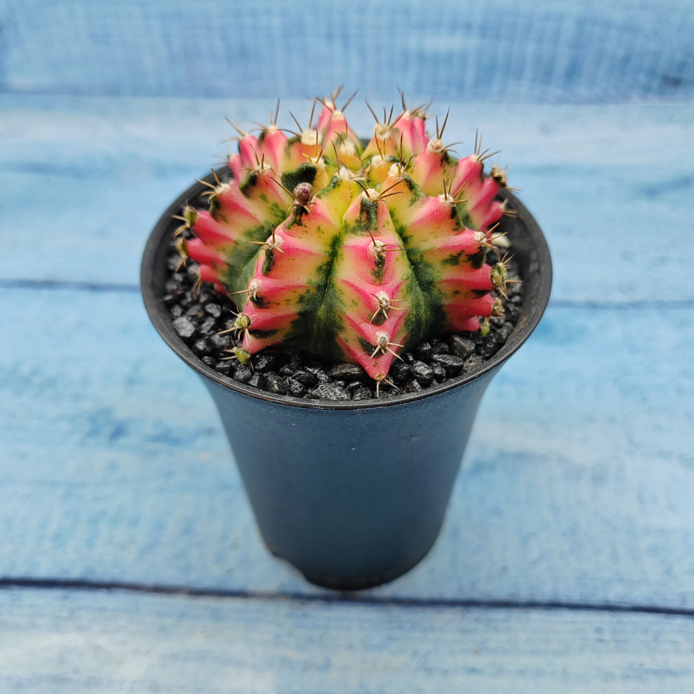Gymnocalycium Variegata (Гимнокалициум Вариегатный)