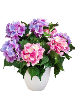 Искусственные цветы Гортензия розово-лиловая густая 40см в белом кашпо