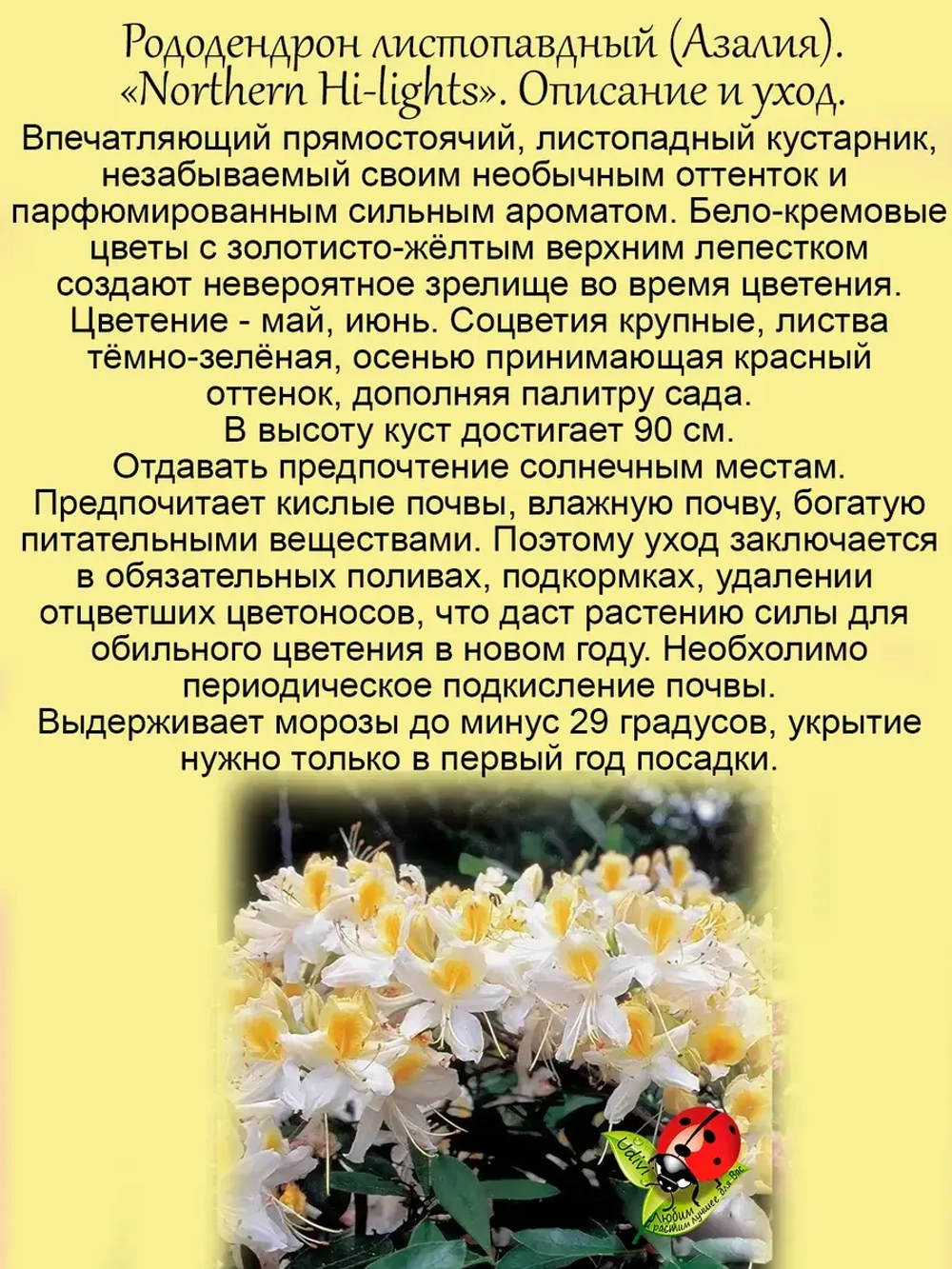 Рододендрон Нортсен Лайтс листопадный Азалия