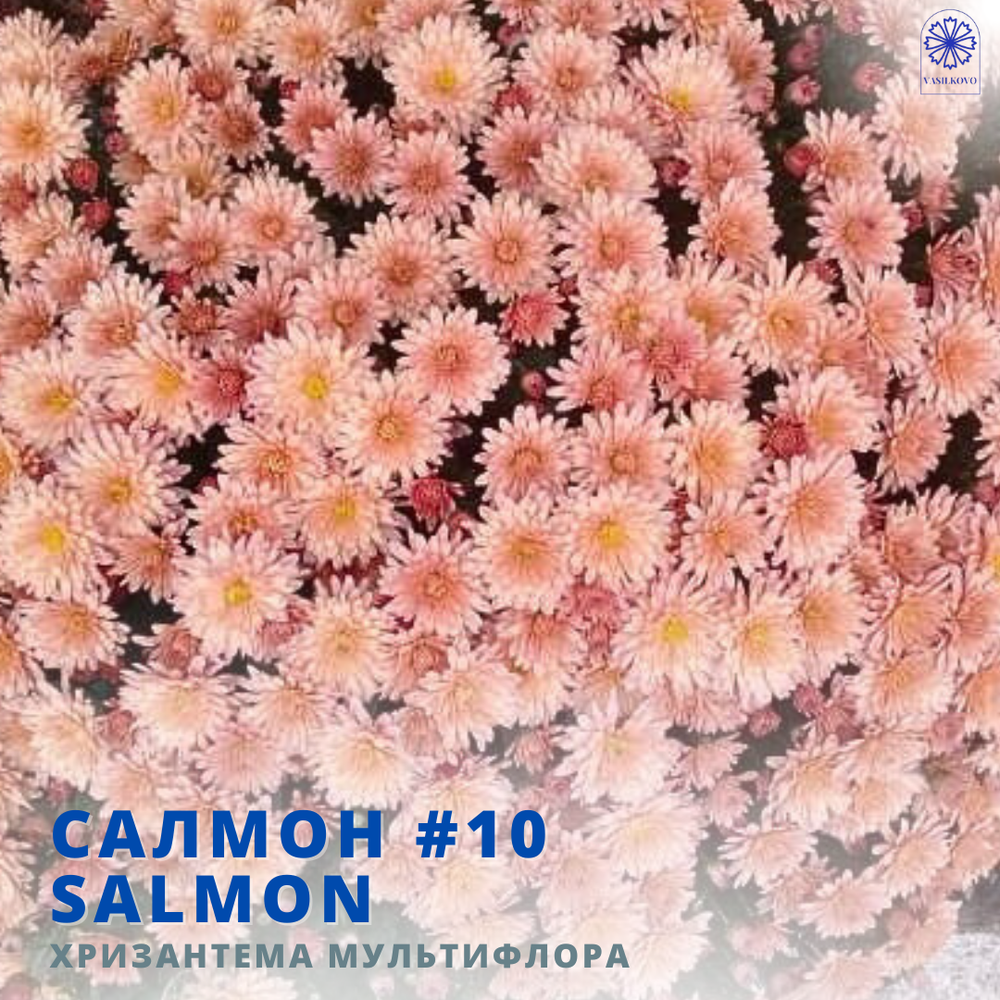 Салмон 10