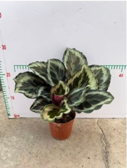 Калатея Black Rose д. 11