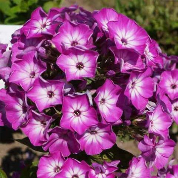 Флокс Пёпл Айз