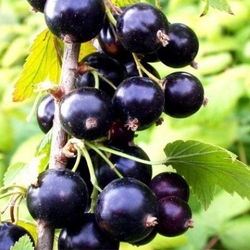 Смородина черная Багира саженец ОКС.