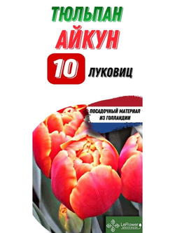 Тюльпан Луковица, Айкун, 10шт