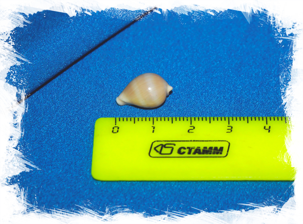 Amphiperas bimaculata