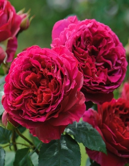 Роза Капабилити