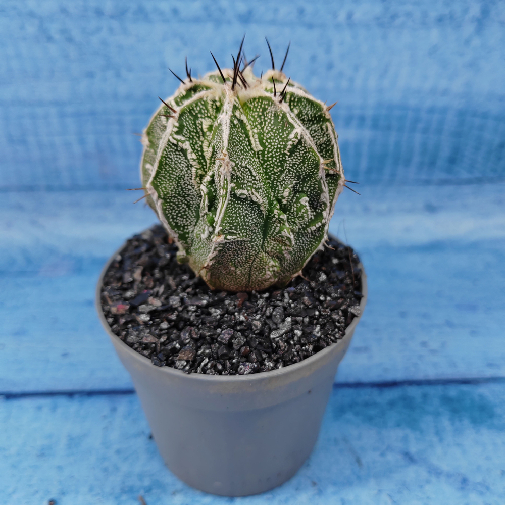 Astrophytum Myriostigma cv. Fukuryu (Астрофитум)