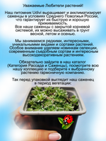 Камнеломка Инкрустированная вечнозелёная многолетняя