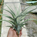 Тилландсия flexuosa v. vivipara L