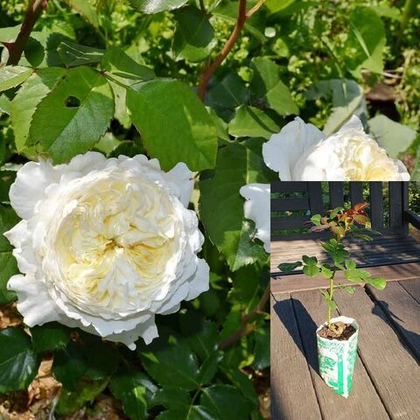 Роза Пейшенс английская саженец с ЗКС.