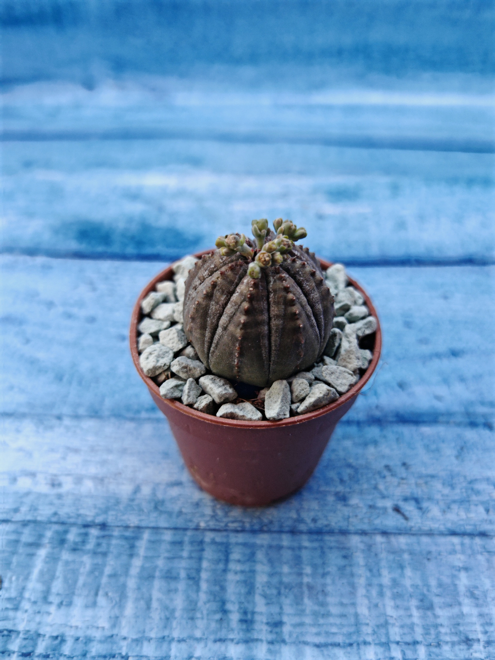 Euphoria Obesa (Эуфорбия)