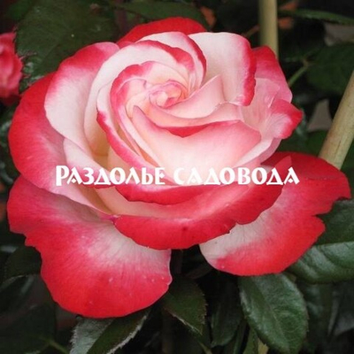 Роза чайно-гибридная Ностальжи