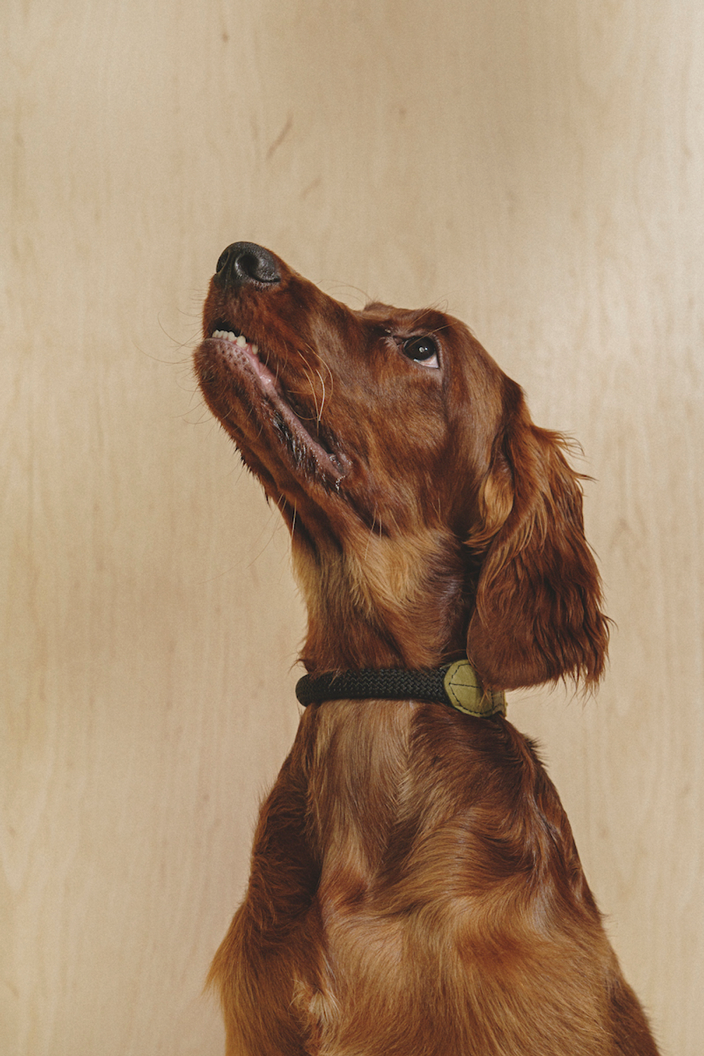 Ошейник "Пони-Макарони" Зеленый