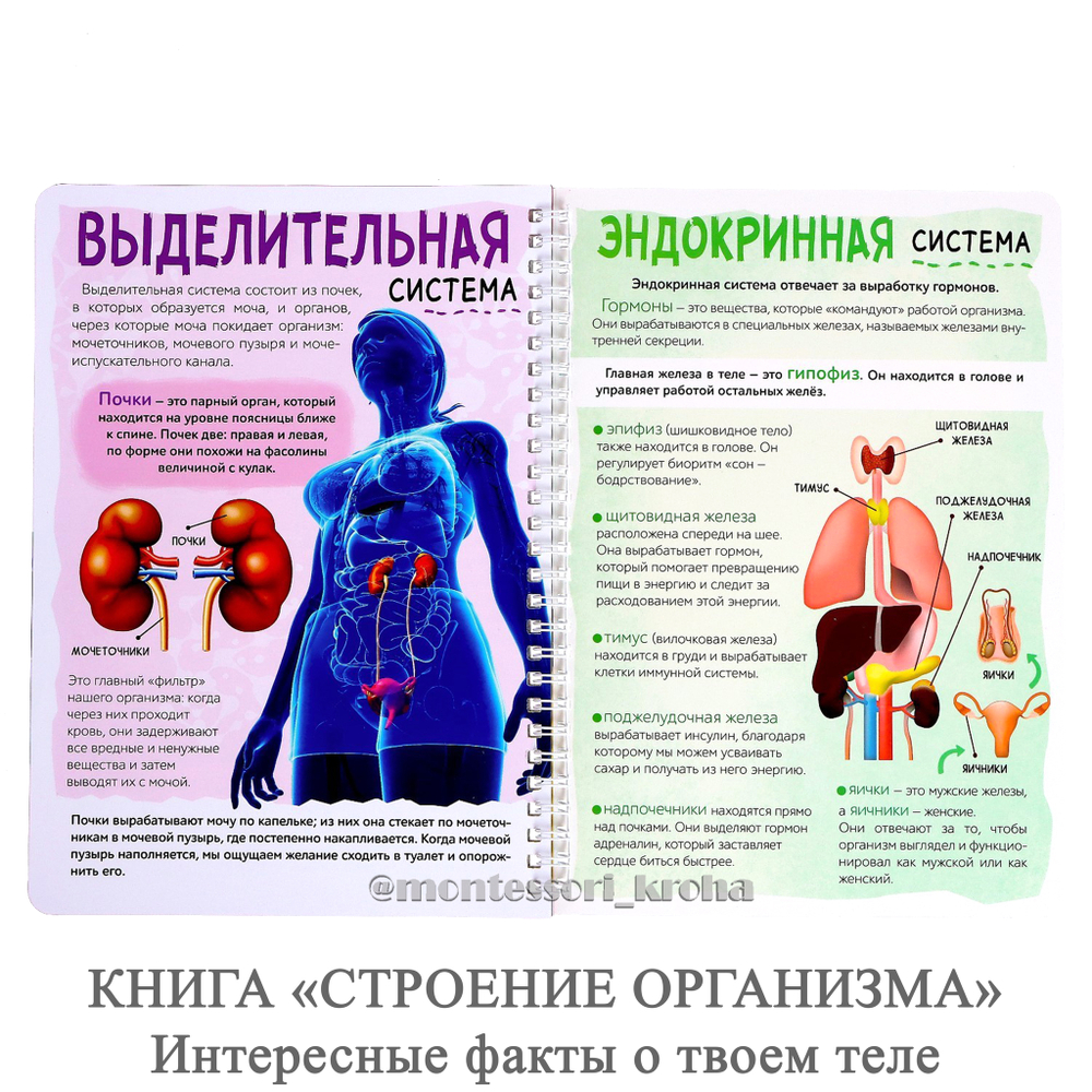 КНИГА «СТРОЕНИЕ ОРГАНИЗМА» Интересные факты о твоем теле – купить за 490  руб | Монтессори Кроха