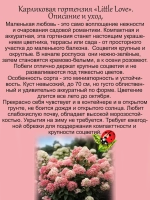 Гортензия Маленькая Любовь Литл Лав метельчатая