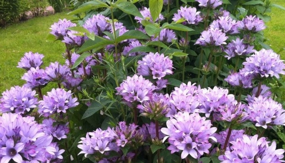 Колокольчик Caroline (Скученный)