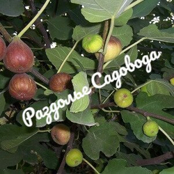 Инжир коричневый турецкий Браун Туркей