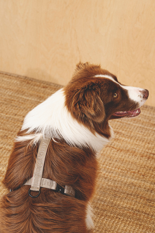 Шлейка "Пони-Компаньони" Серый