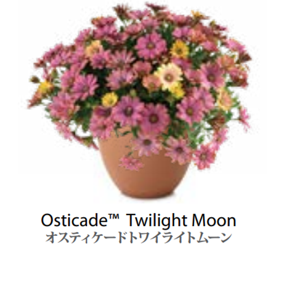 ЕВРО Остеоспермум Osteospermum Osticade Twilight Moon НЕукор черенок середина ноября 25