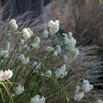 Ожика снежная "Lucius". Luzula nivea "Lucius".