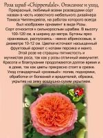 Роза Чип энд Дейл