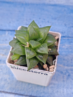 Haworthia Turgida (Хавортия)
