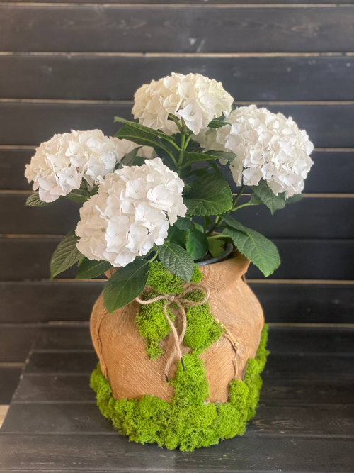 Гартензия белая