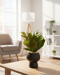 Драцена Sun God д. 11