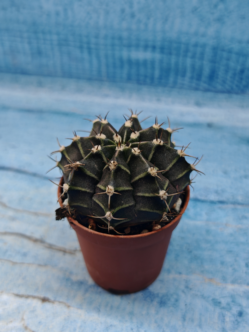 Gymnocalycium Friedrichii (Гимнокалициум)