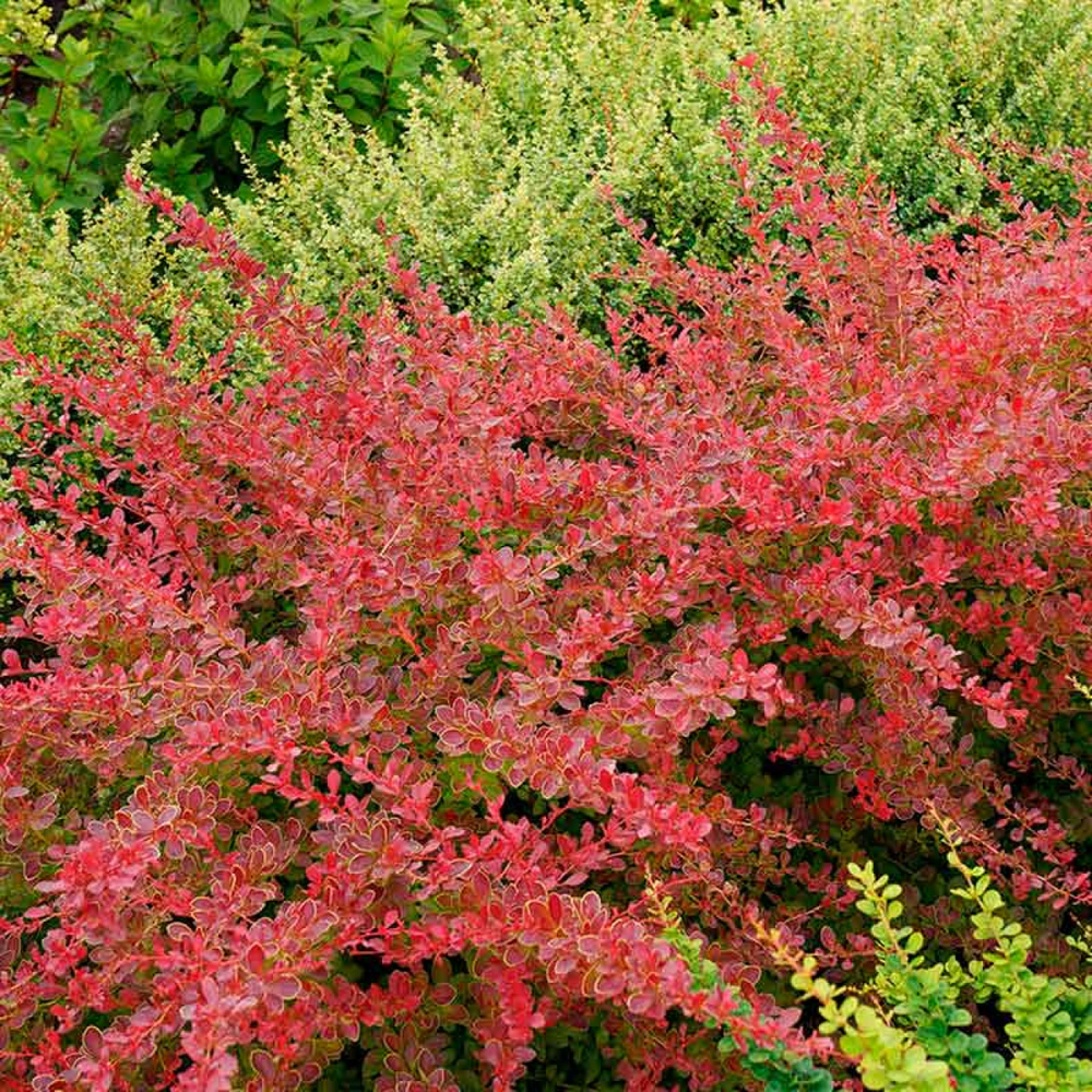 Барбарис Тунберга Ред Карпет C2 20-30