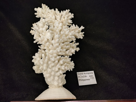Белый коралл" Акропора" "245-265мм" на Фимбрии
