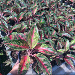 Аглаонема MONGKOL SIAM