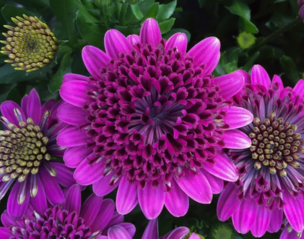 Остеоспермум махровый 3D Purple 26 ЕВРО ОКС укорененный черенок