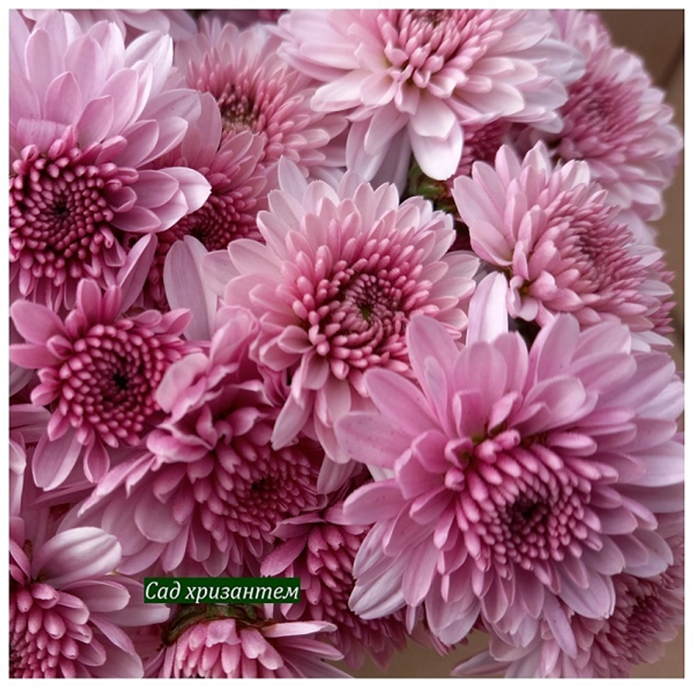 Хризантема мультифлора Elda pink ☘ 🌻 м.21  (отгрузка Сентябрь)
