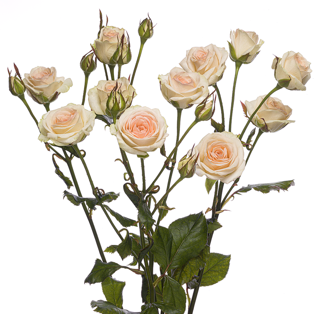 Кустовая роза Пинк Промис