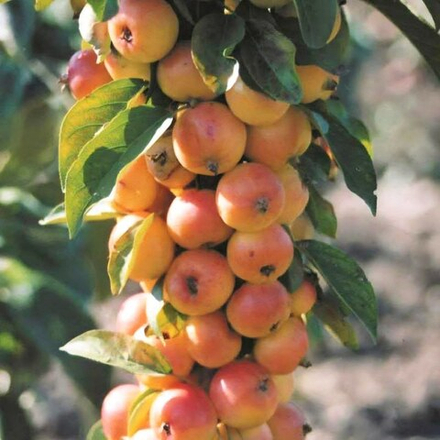 Яблоня колоновидная Китайка Наливная