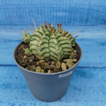 Euphorbia meloformis f. Variegated (Эуфорбия вариегатная)