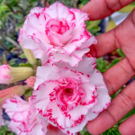 Адениум обесум 364 Sỹ Thư Mutation