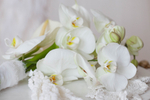 White Delight
