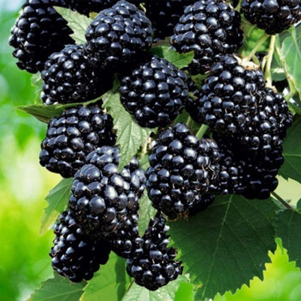 Ежевика ранняя Лох Тей