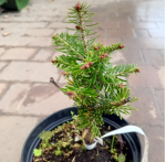 Пихта корейская Айсберг С2 20-30