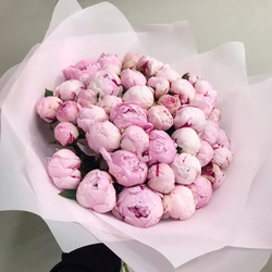 Пионы Сара Бернард в оформлении