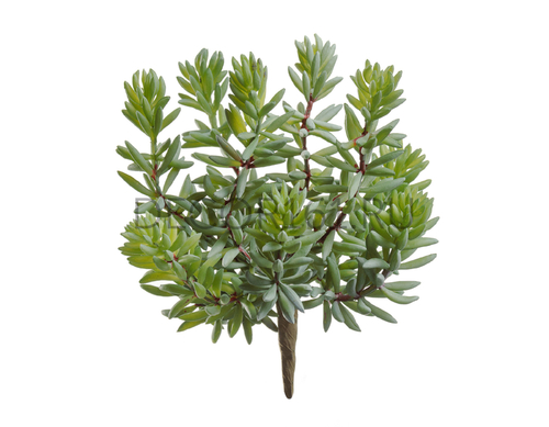 Суккулент Седум куст зелёный в-11, д-12/15 см 12/192 20.091609