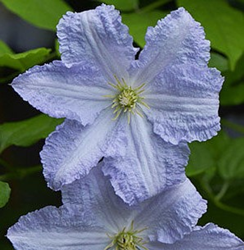 Клематис гибридный Блу Энжел